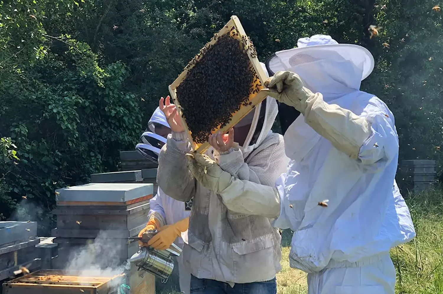 A la découverte du monde des abeilles - 3ème 4ème lycée Agricole Kerlesbost