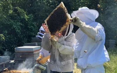Découverte du monde de l’apiculture et des abeilles